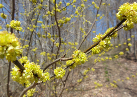 Lindera benzoin  Spicebush  Green Thumb Gardens KC  Native Plant Nursery