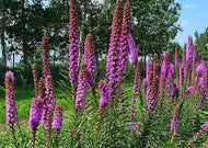 Liatris spicata – Dense blazing star