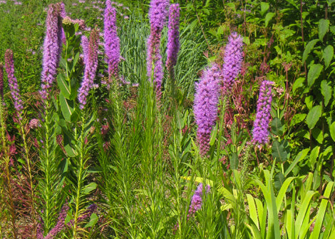 Liatris pycnostachya – Prairie blazing star – Green Thumb Gardens KC ...