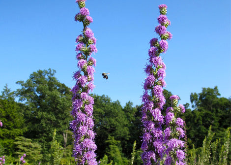 Liatris aspera – Rough blazing star