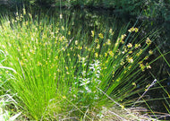 Juncus effusus – Soft rush