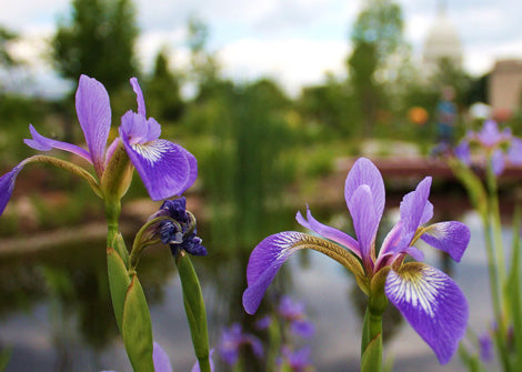 Iris virginica – Blue Flag Iris
