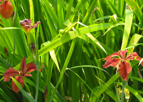 Iris fulva – Copper iris