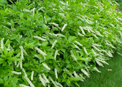 Itea virginica – Native Virginia Sweetspire