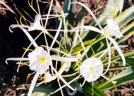 Hymenocallis Occidentalis – Spider Lily