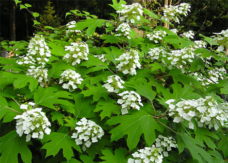 Hydrangea quercifolia – Oakleaf hydrangea