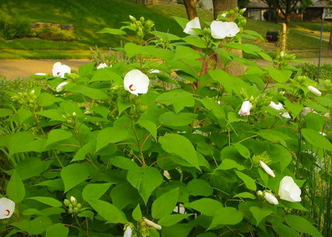 Hibiscus lasiocarpus – Rose Mallow