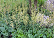 Heuchera richardsonii – Prairie alum root