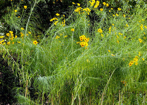 Helianthus salicifolius – Willow leaved sunflower