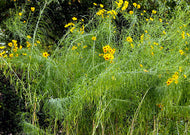 Helianthus salicifolius – Willow leaved sunflower