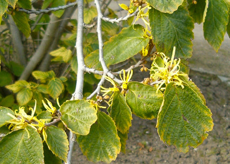 hamamelis virginiana – Witchazel