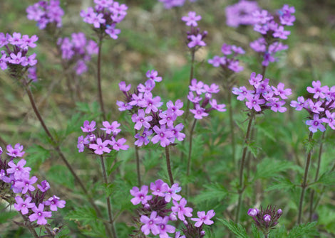 Glandularia canadensis – Rose verbena