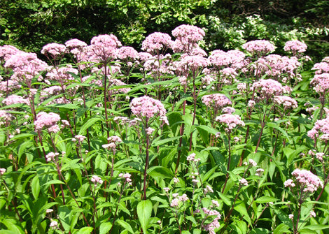 Eutrochium Maculatum – EJoe Pye Weed