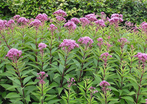 Eupatorium purpureum – Purple joe pye weed
