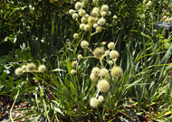Eryngium yuccifolium – Rattlesnake master