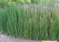 Equisetum hyemale – Scouring rush/horsetail