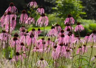 Echinacea simulata – Glade purple coneflower
