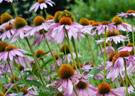 Echinacea purpurea – Broad-leaved purple coneflower
