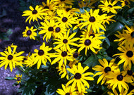 Echinacea paradoxa – Yellow coneflower