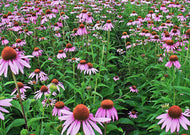 Echinacea pallida – Pale purple coneflower