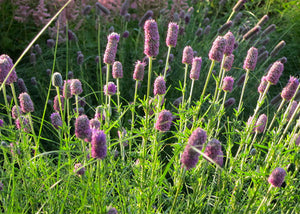 Dalea purpurea – Purple prairie clover