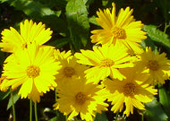 Coreopsis Pubescens – Star Tickseed