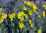 Coreopsis palmata – Prairie coreopsis