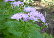Conoclinum coelestinum – Blue Mist Flower