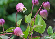 Clematis Versicolor – Leather Flower