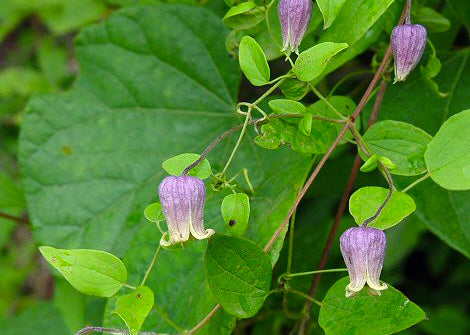 Clematis Pitcheri – Pitchers Leather Flower