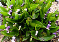 Clematis Fremontii – Fremonts Leather Flower