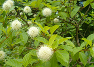 Cephalanthus Occidentalis – Buttonbush