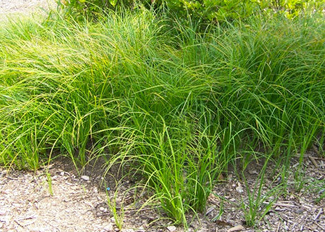 Carex stricta – Tussock sedge