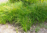 Carex stricta – Tussock sedge