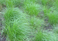 Carex pensylvanica – Pennsylvania/Oak sedge