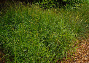 Carex muskingumensis – Swamp Oval Sedge / Palm Sedge