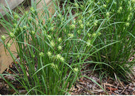 Carex grayii – Globe Sedge