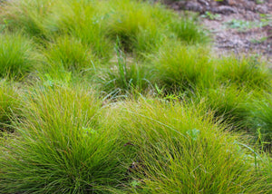 Carex eburnea – Cedar Sedge