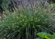 Carex annectens – Yellowfruit sedge