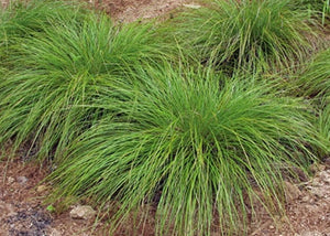 Carex albicans – Oak Sedge