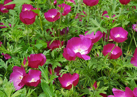 Callirhoe involucrata – Purple poppy mallow