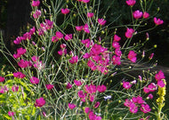 Callirhoe Digitata – Fringed Poppy Mallow