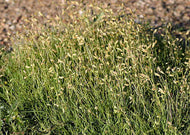 Bouteloua dactyloides – Buffalo grass