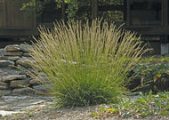 Bouteloua curtipendula – Side oats grama