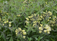 Baptisia bracteata var. leucophaea – Cream wild indigo