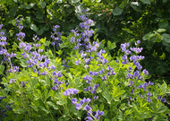 Baptisia australis – Blue false indigo