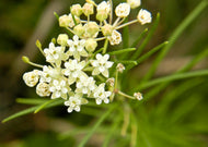 Asclepias verticillata – Whorled Milkweed