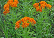 Asclepias tuberosa – Butterfly Milkweed