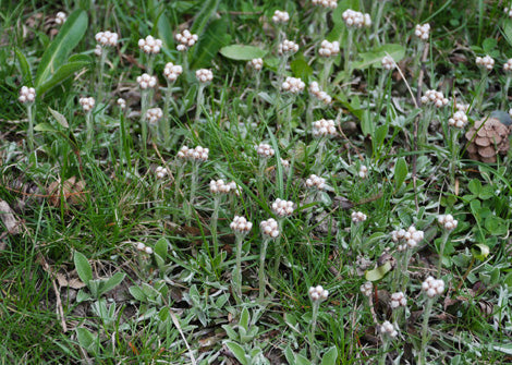 Antennaria neglecta – Field pussy toes