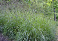 Andropogon gerardii – Big Bluestem